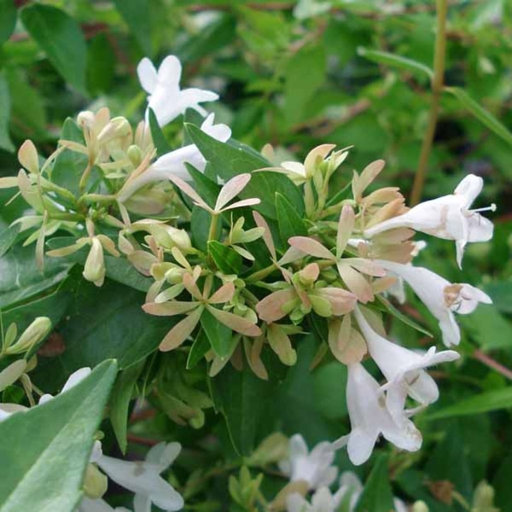 Abelia grandiflora Francis Mason