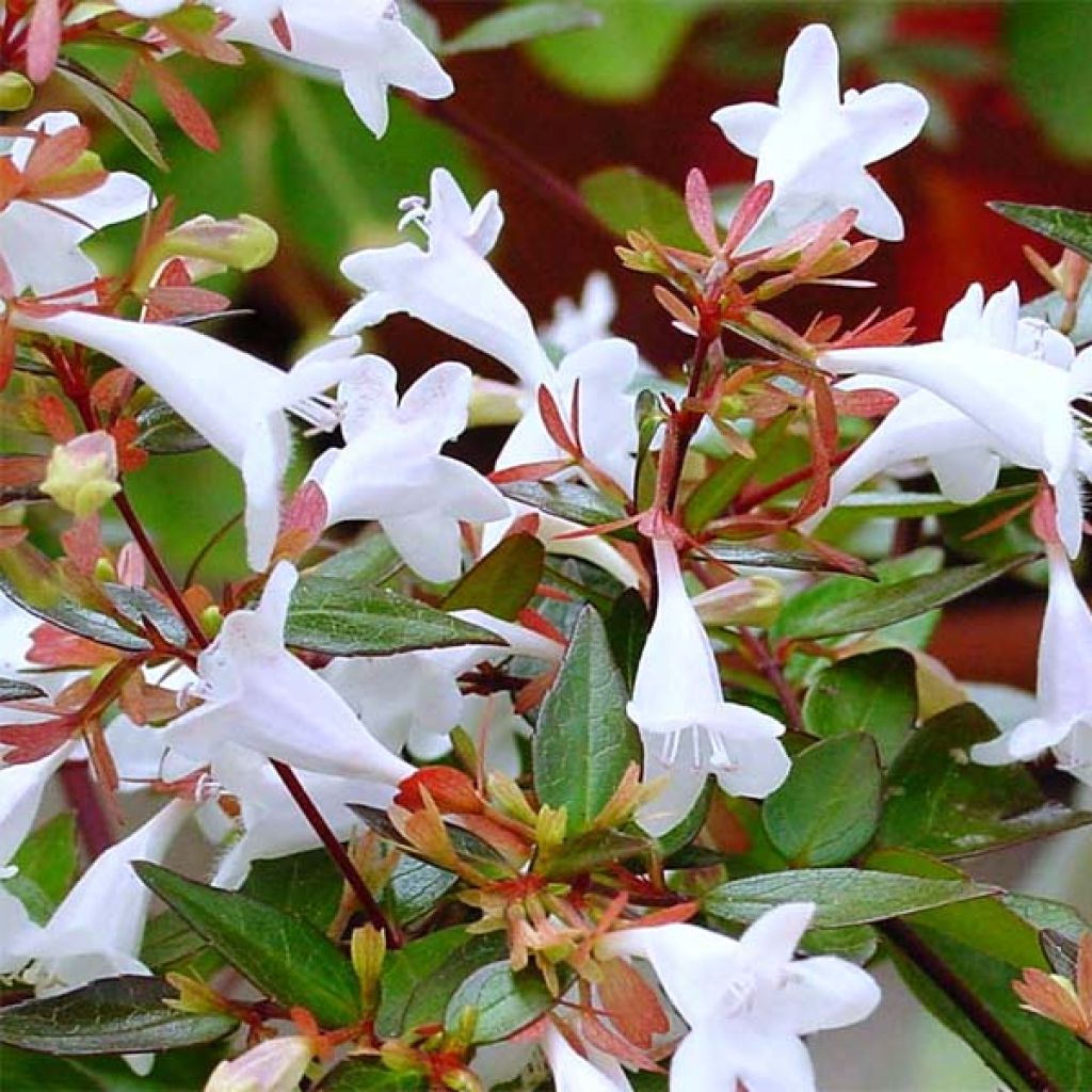 Abelia x grandiflora Kaleidoscope