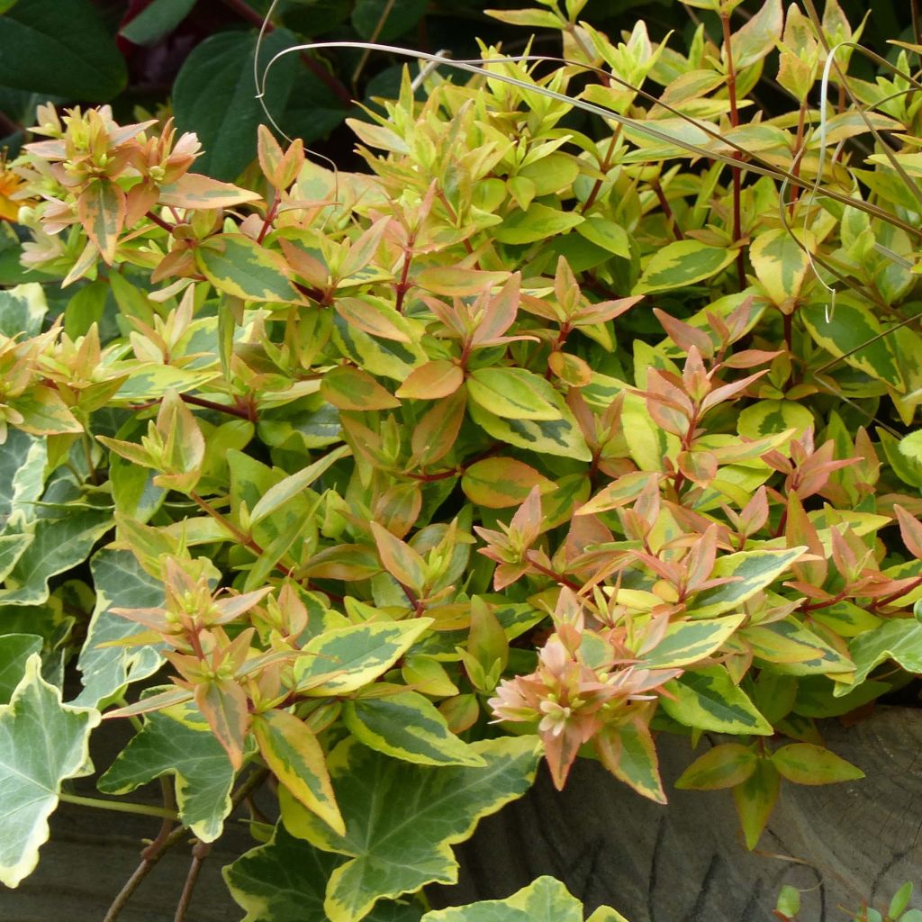 Abelia x grandiflora Kaleidoscope