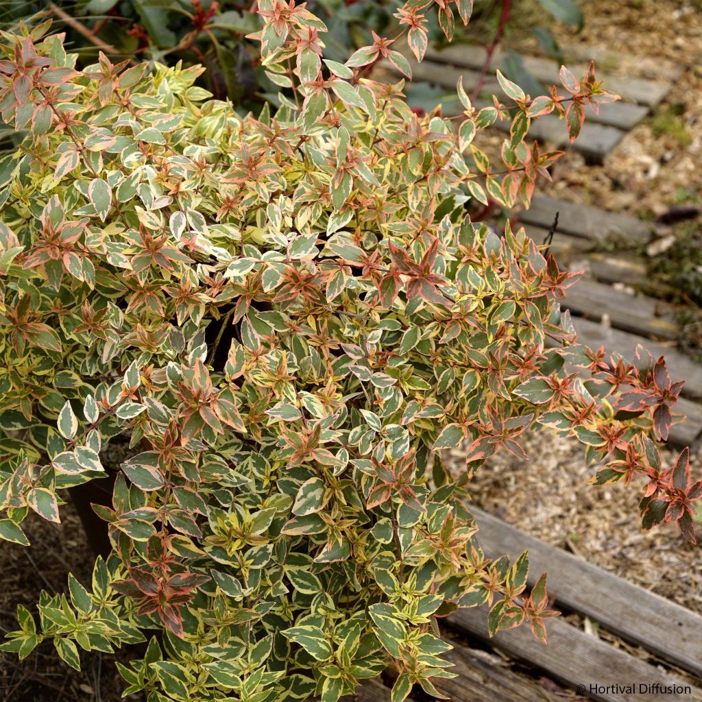 Abelia grandiflora Tricolor Charm