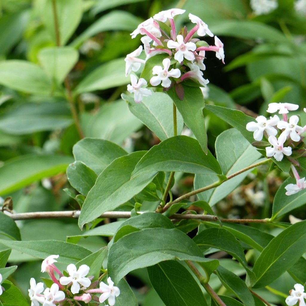 Abelia mosanensis Monia