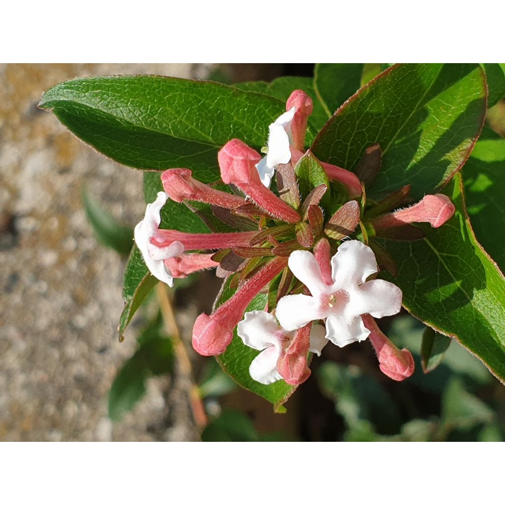 Abelia mosanensis Monia