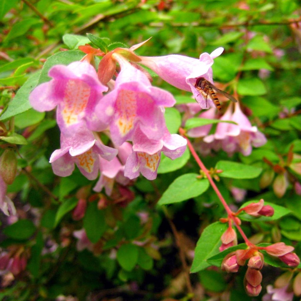 Abelia parviflora Bumblebee