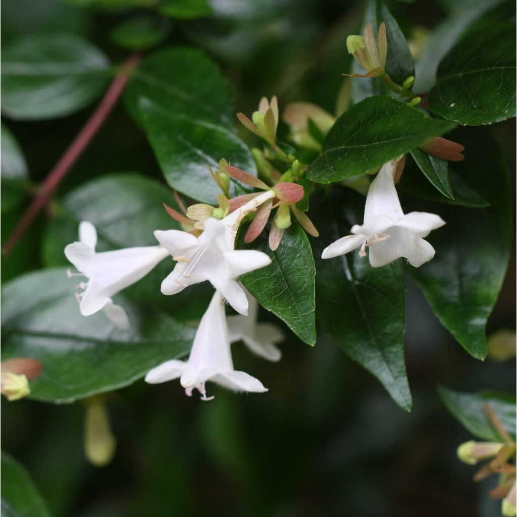 Abelia grandiflora - Abelia with large flowers