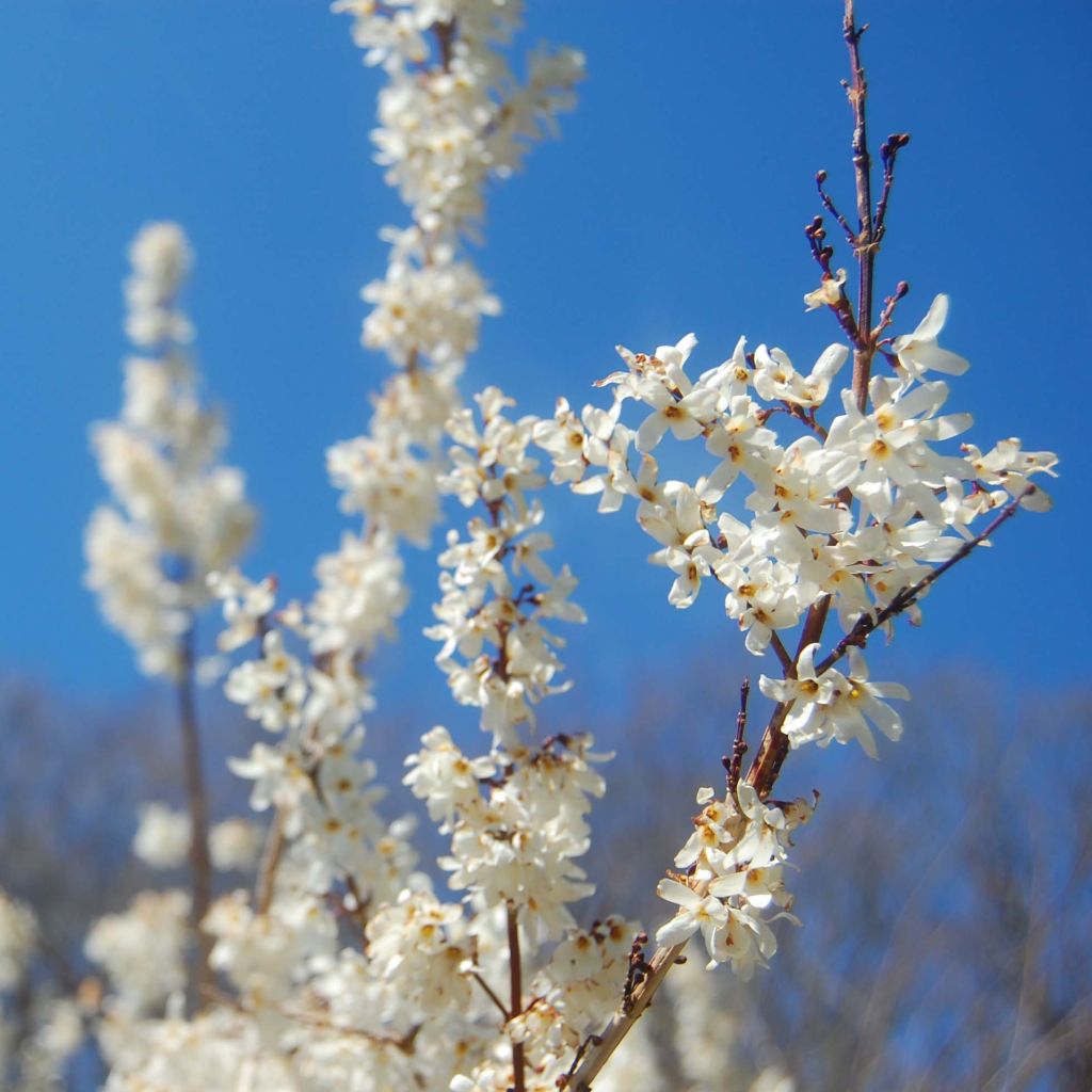 Abeliophyllum distichum