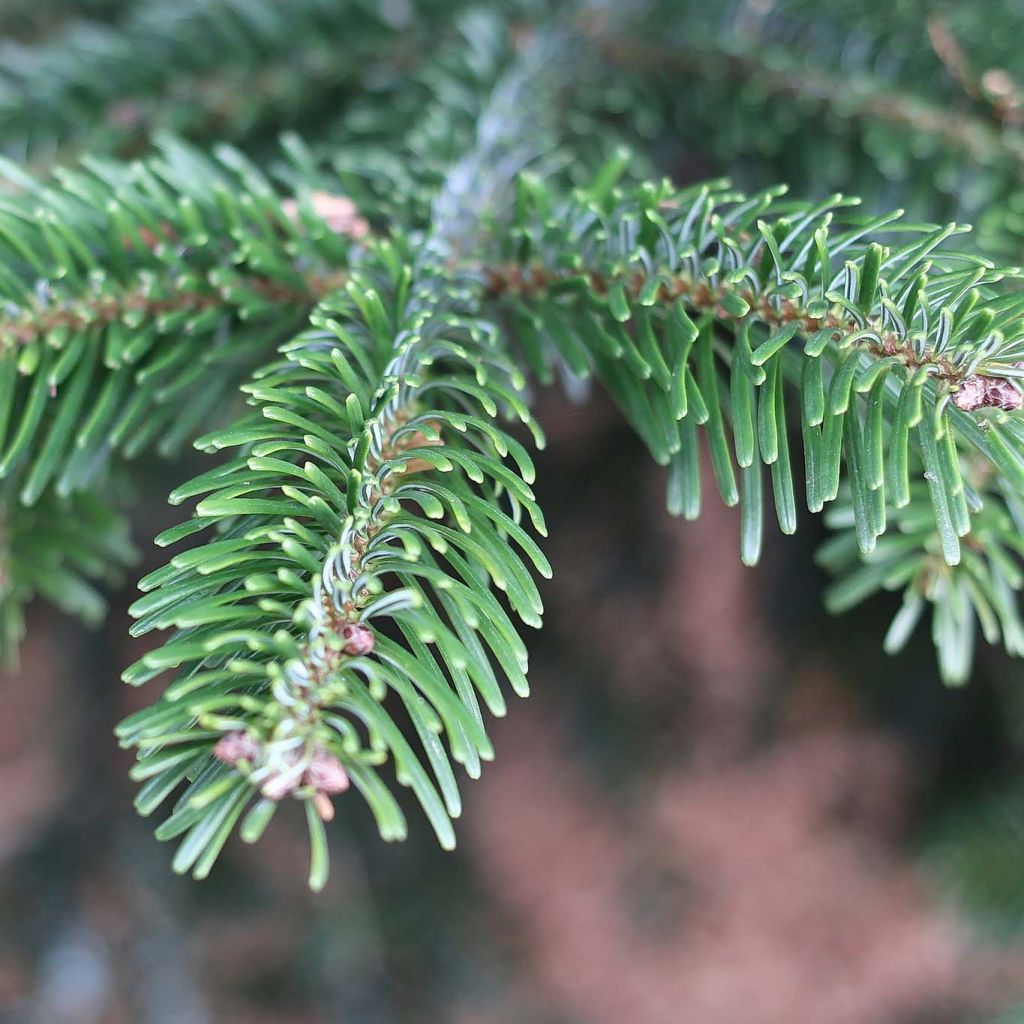 Christmas tree Nordmann Fir - Abies nordmanniana