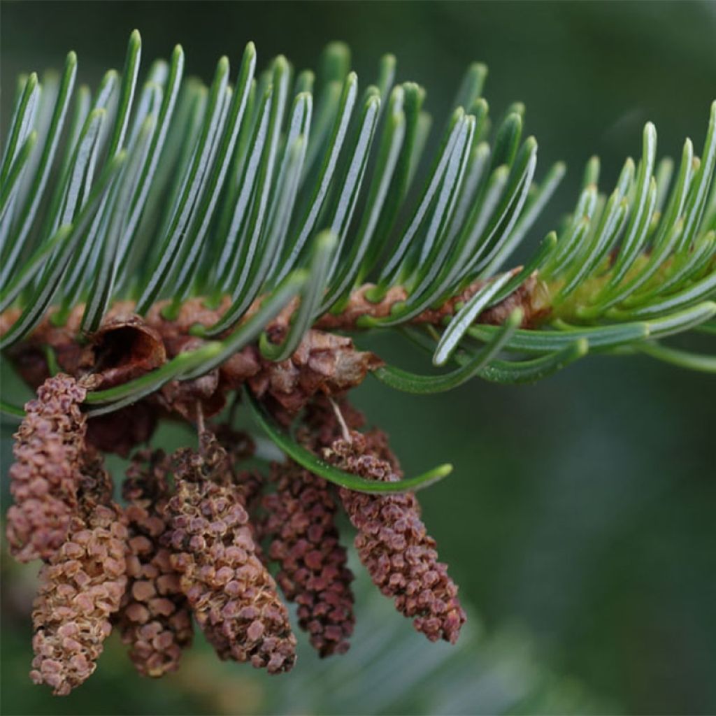 Christmas tree Nordmann Fir - Abies nordmanniana