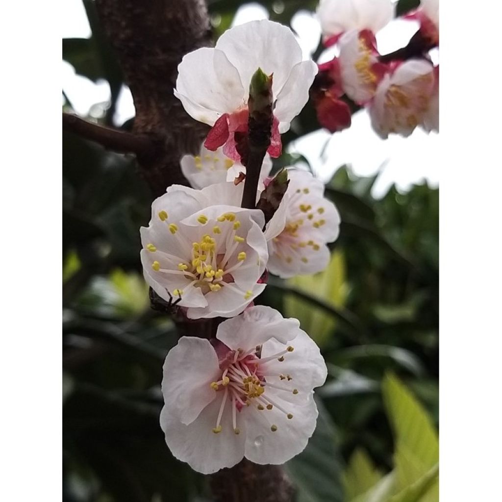 Prunus armeniaca Rouge du Roussillon - Apricot Tree