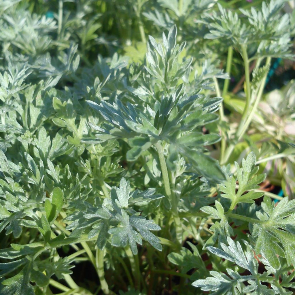 Organic Common Wormwood - Artemisia absinthium