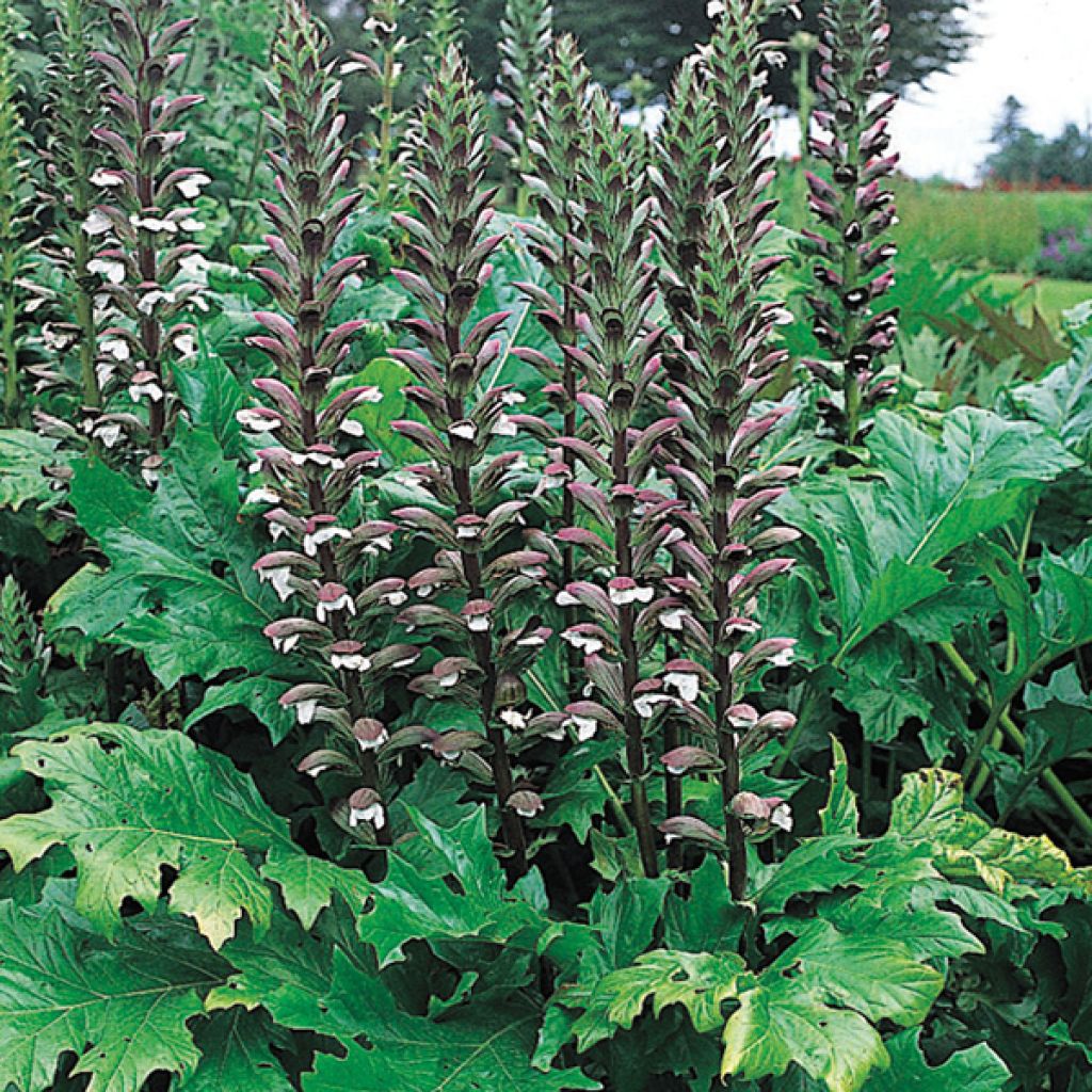 Acanthus mollis, Acanthe à feuilles molles