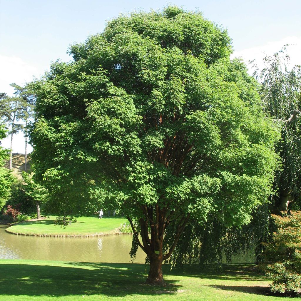 Acer griseum 