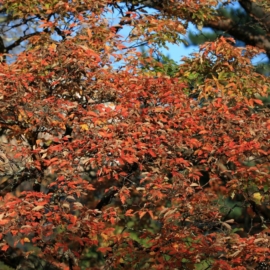 Acer griseum - Paperbark Maple - Maple