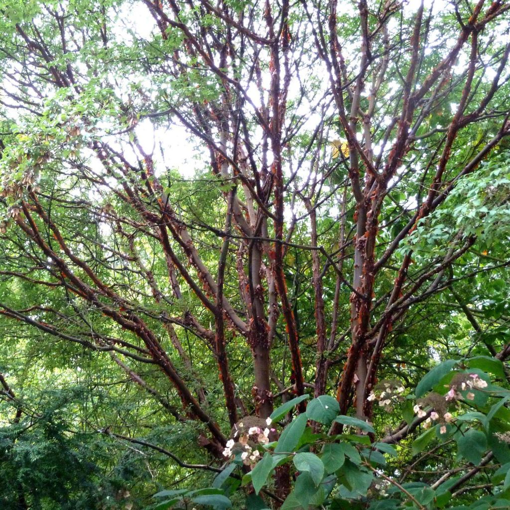 Acer griseum - Paperbark Maple - Maple