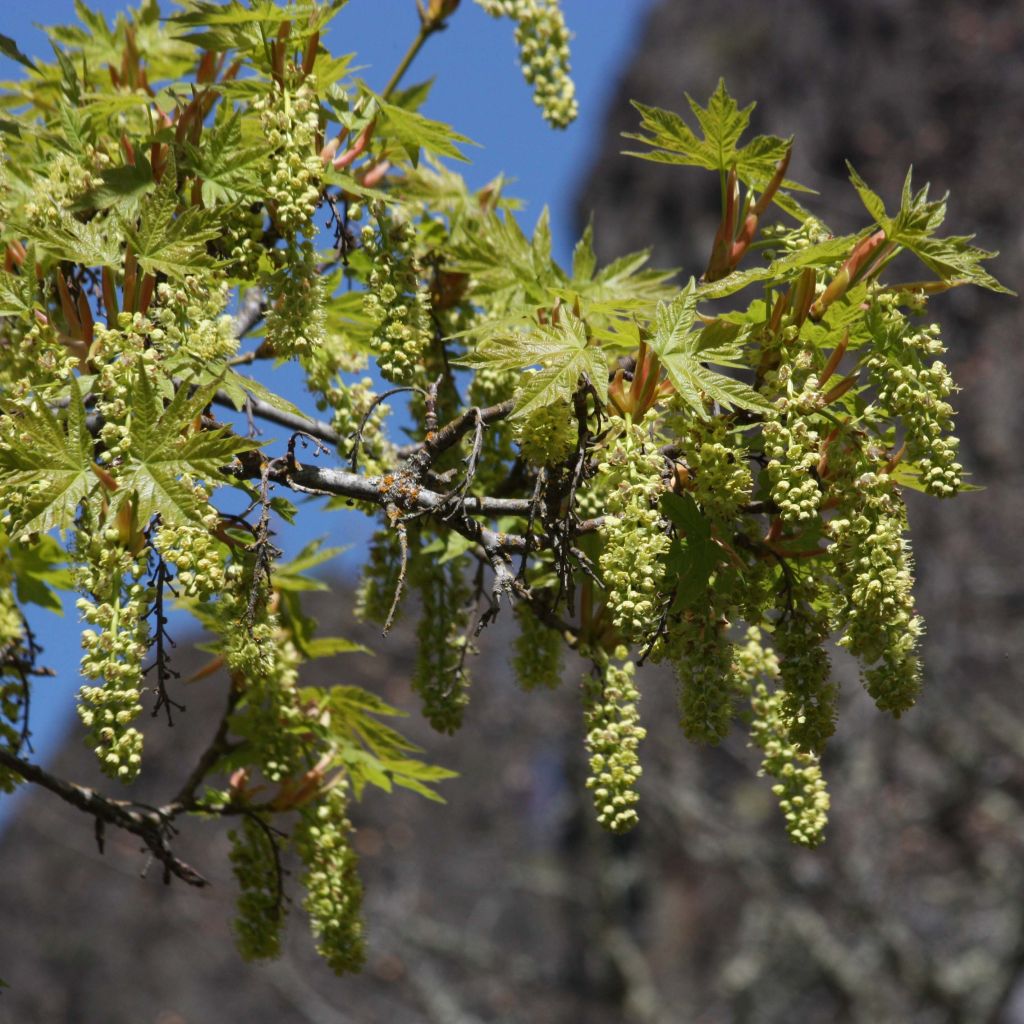 Acer macrophyllum - Big Leaf Maple