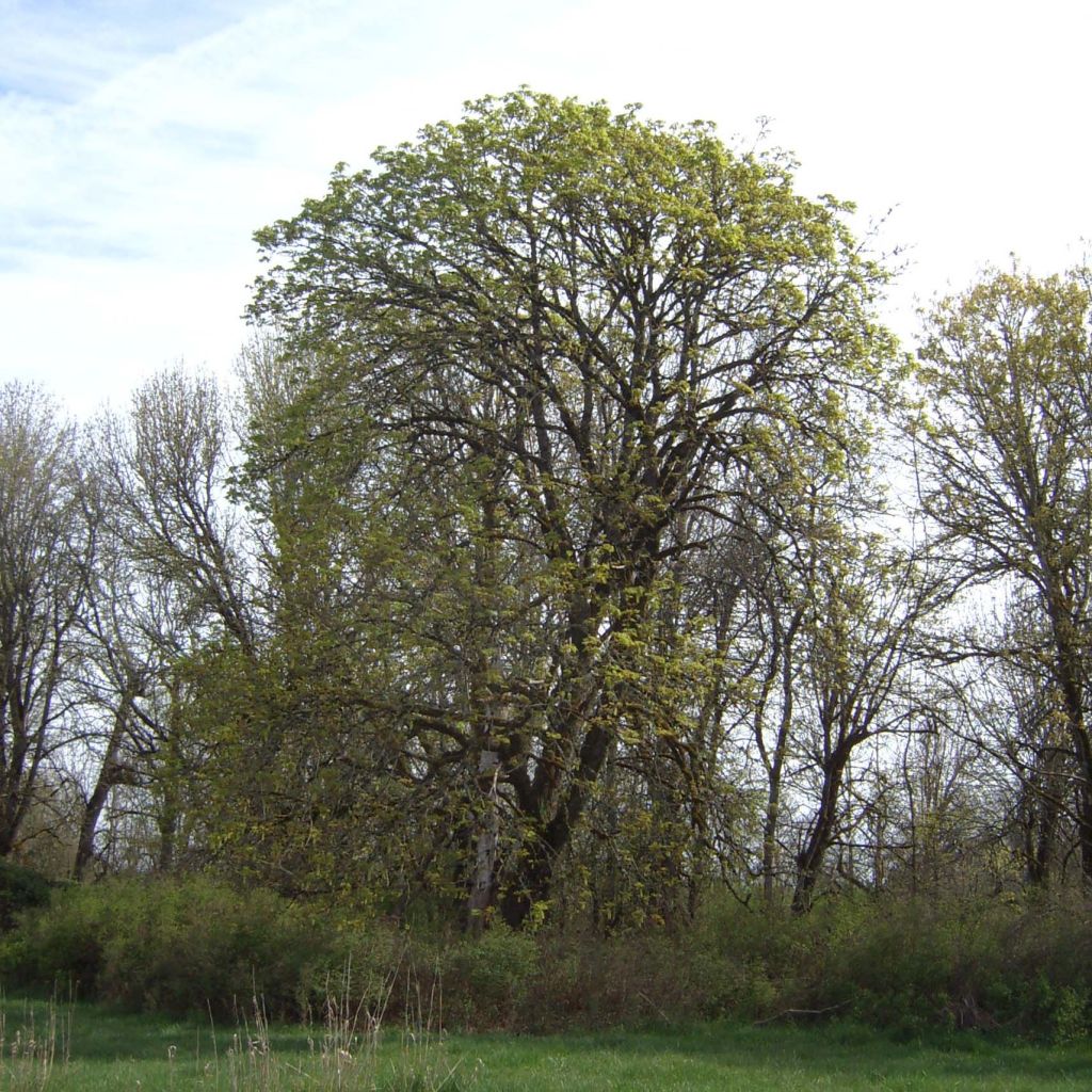 Acer macrophyllum - Big Leaf Maple