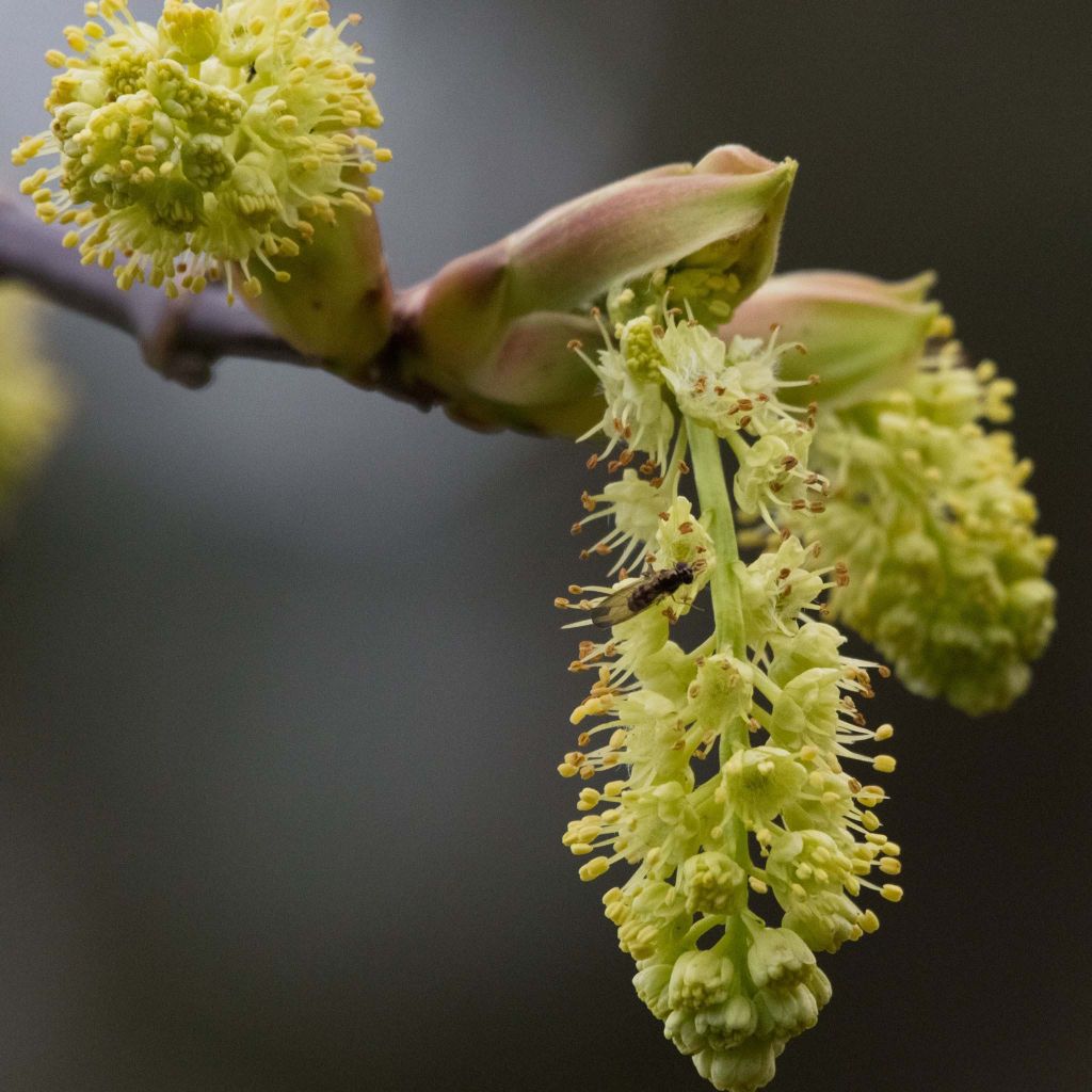 Acer macrophyllum - Big Leaf Maple