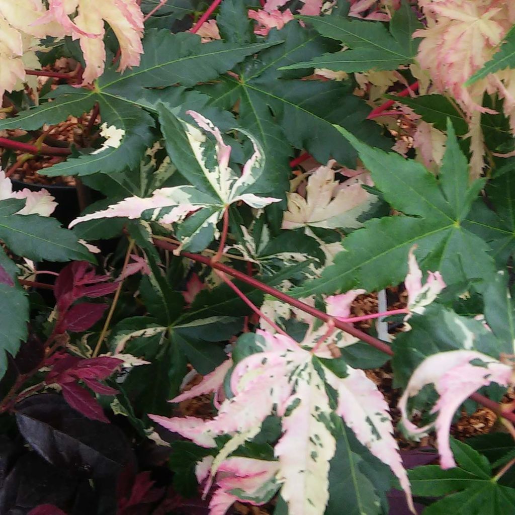 Acer palmatum Asahi Zuru