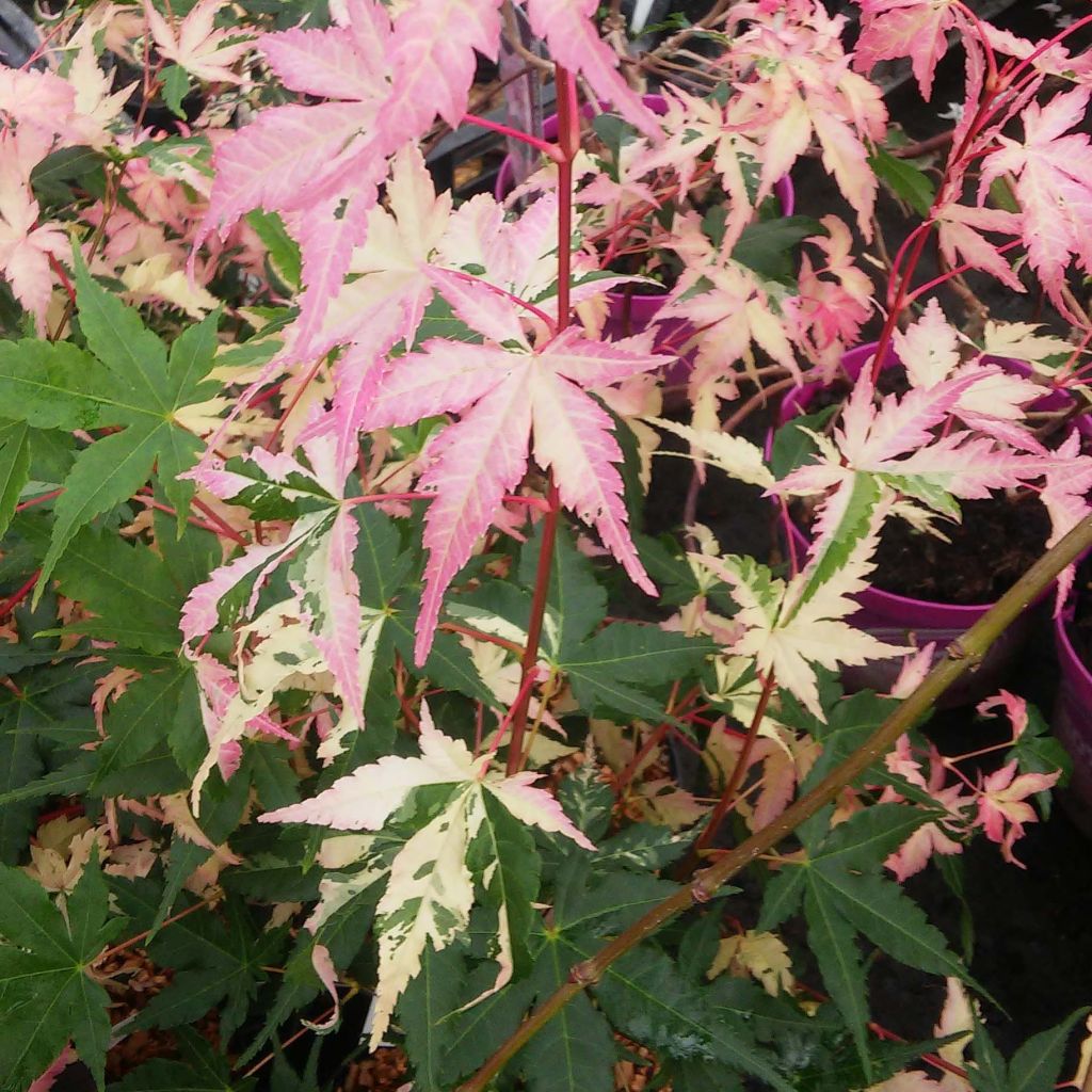 Acer palmatum Asahi Zuru - Japanese Maple