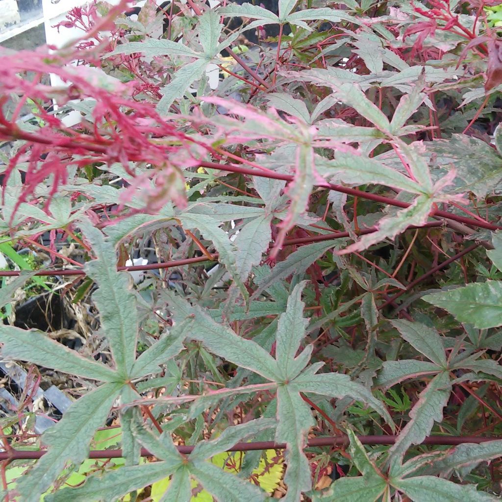 Acer palmatum Beni-Komachi - Japanese Maple