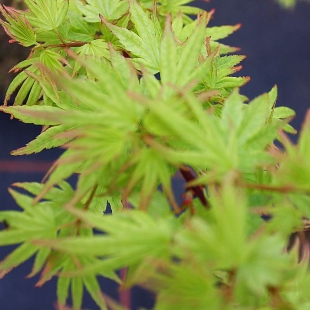 Acer palmatum Berry Broom - Japanese Maple