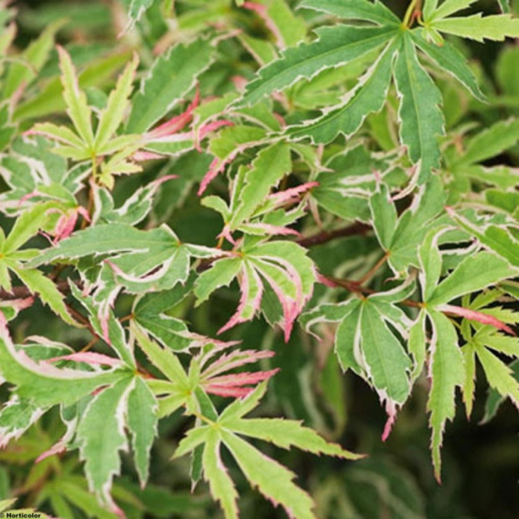 Érable du Japon - Acer palmatum Butterfly