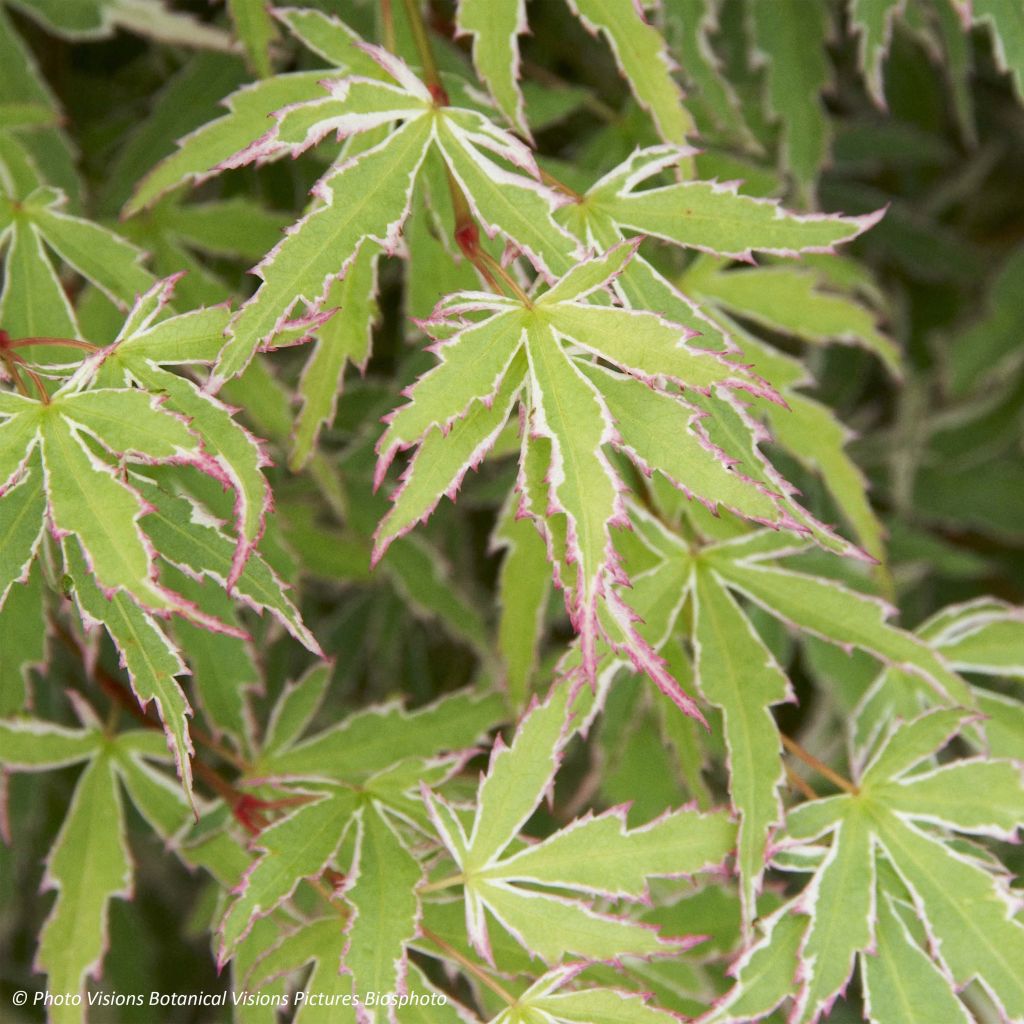 Acer palmatum Butterfly - Japanese Maple