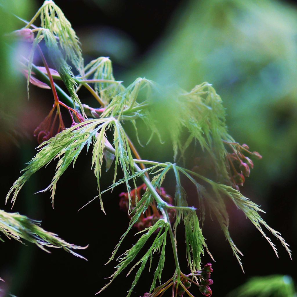 Acer palmatum Dissectum - Japanese Maple