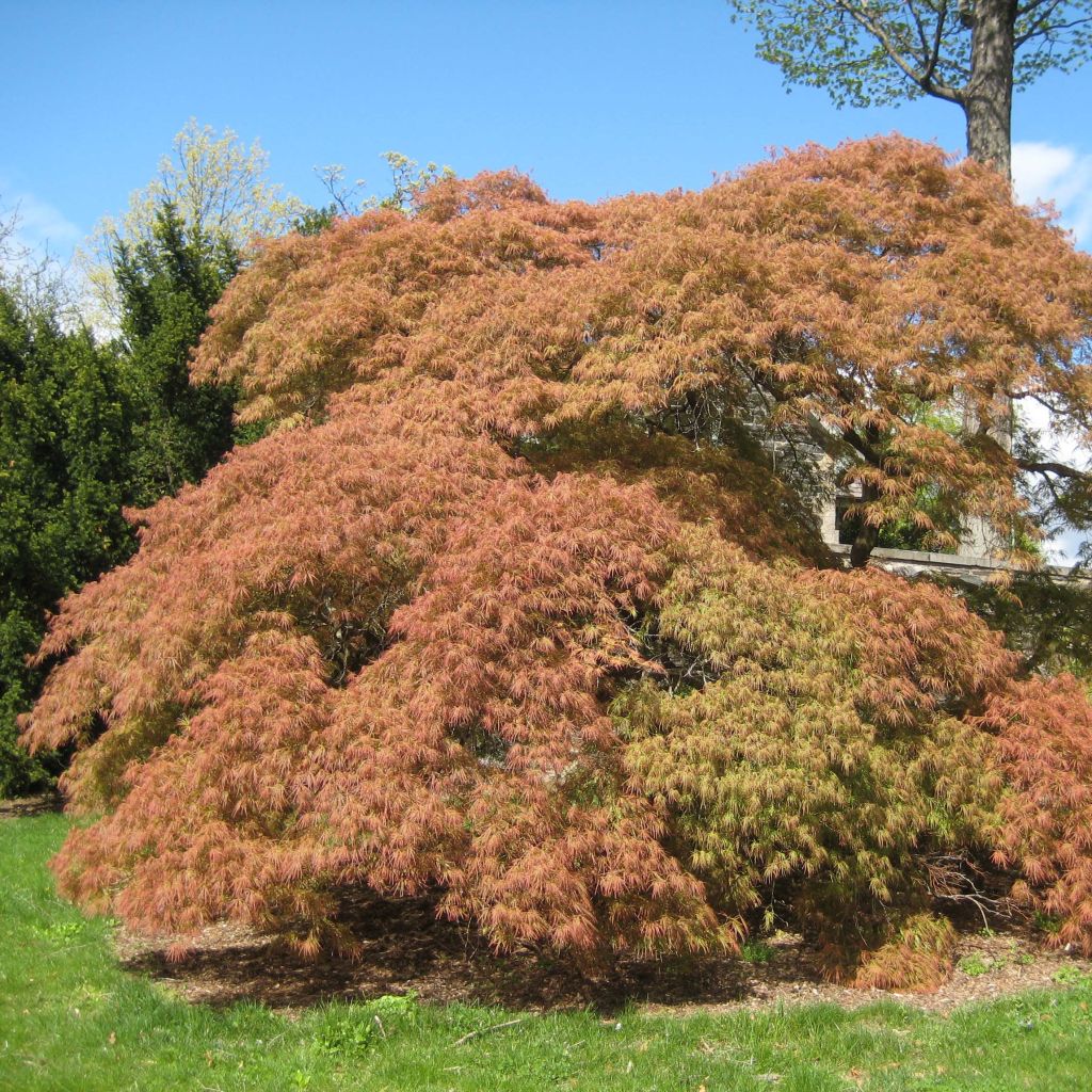 Acer palmatum Dissectum - Japanese Maple