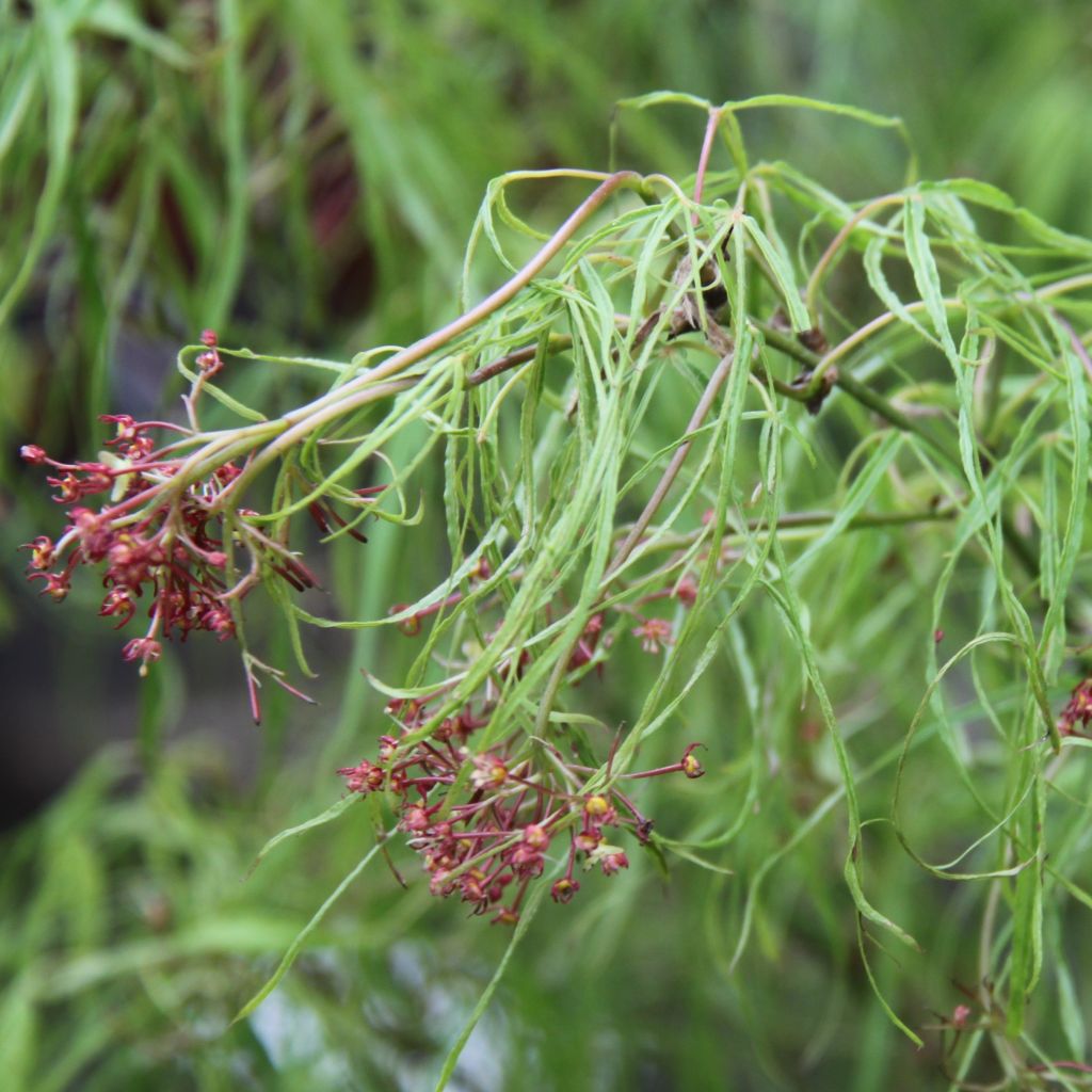 Acer palmatum Koto-No-Ito - Japanese Maple