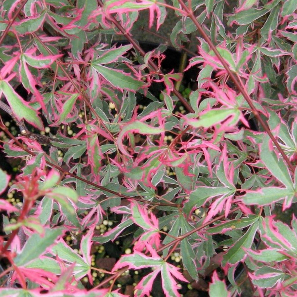 Érable du Japon - Acer palmatum Marlo