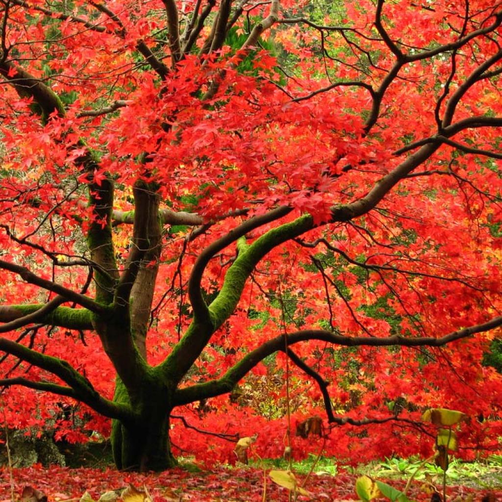 Acer palmatum Osakazuki - Japanese Maple