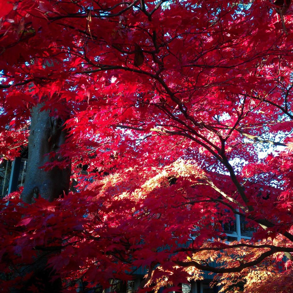 Acer palmatum Osakazuki - Japanese Maple