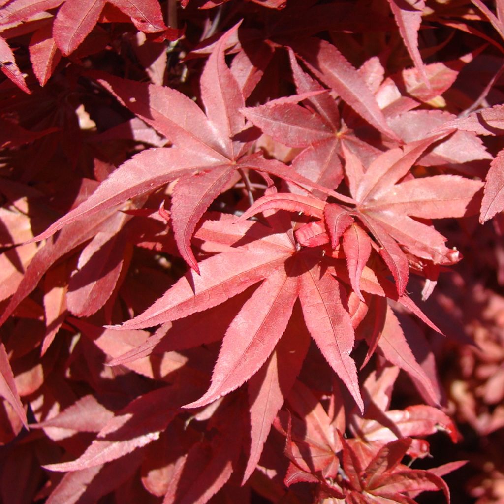 Érable du Japon - Acer palmatum Twomblys Red Sentinel