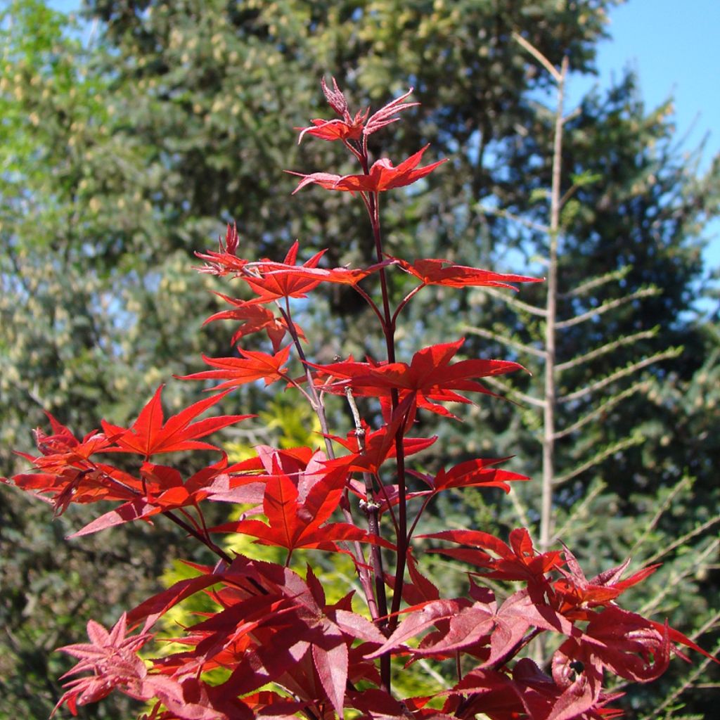 Érable du Japon - Acer palmatum Twomblys Red Sentinel