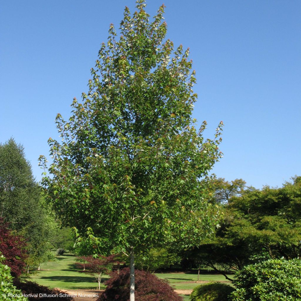 Acer rubrum Redpointe - Maple