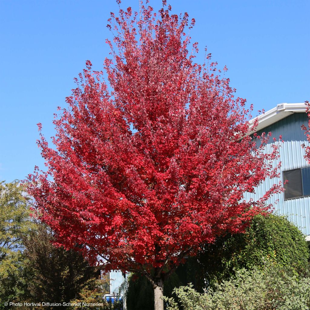 Acer rubrum Redpointe - Maple