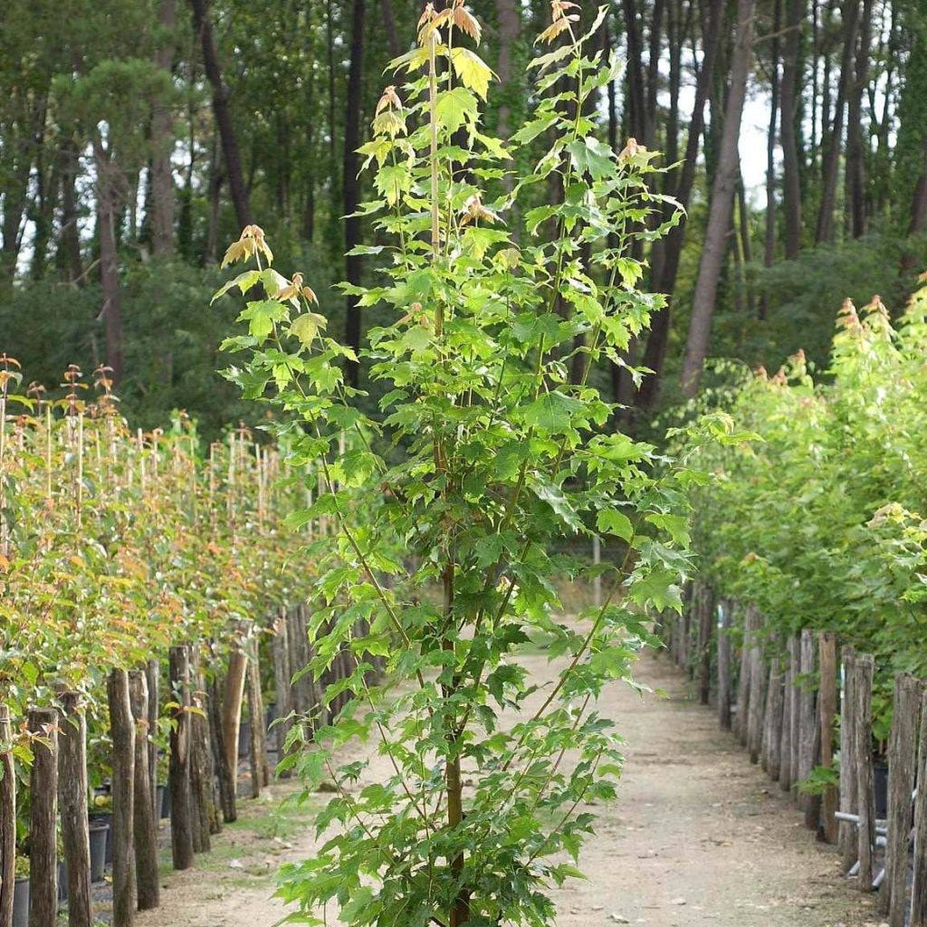 Acer rubrum Armstrong - Maple