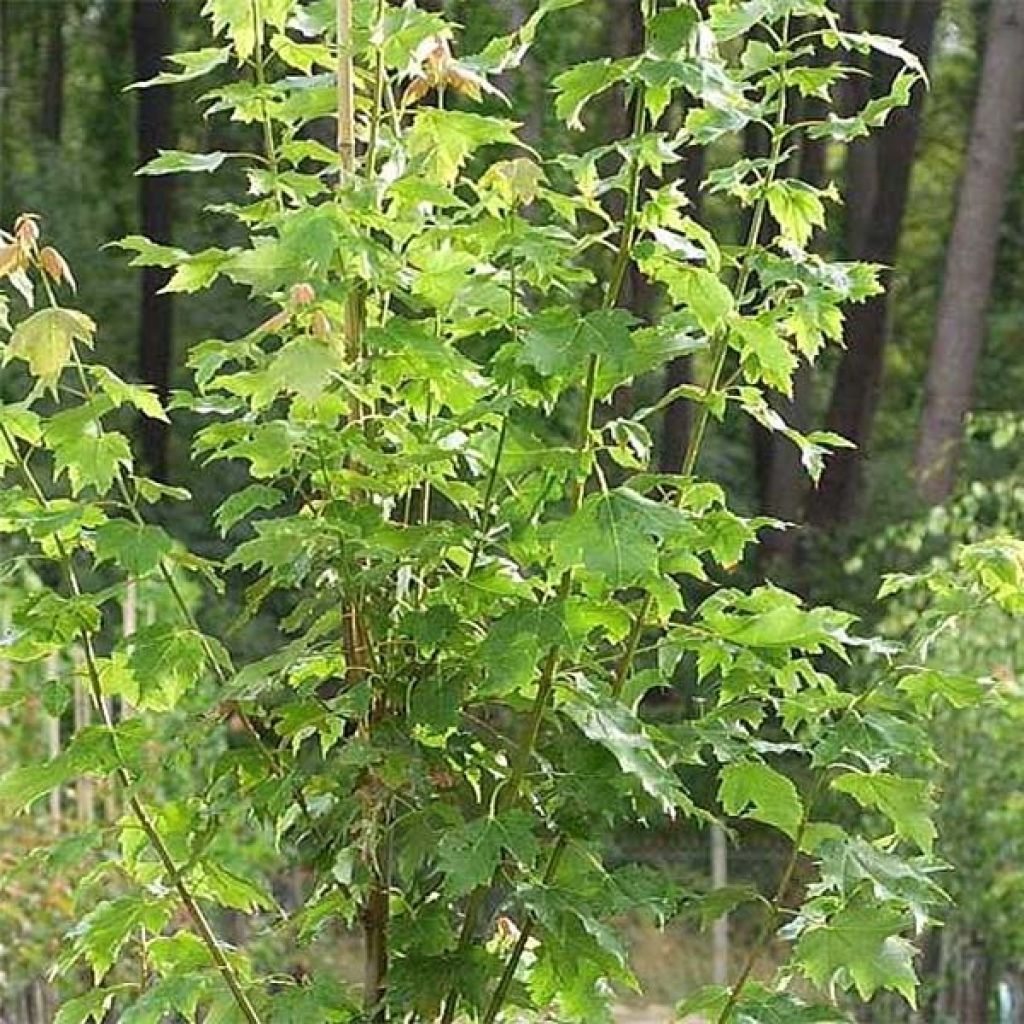 Acer rubrum Armstrong - Maple