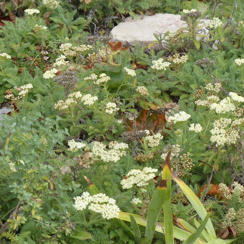 Achillea crithmifolia