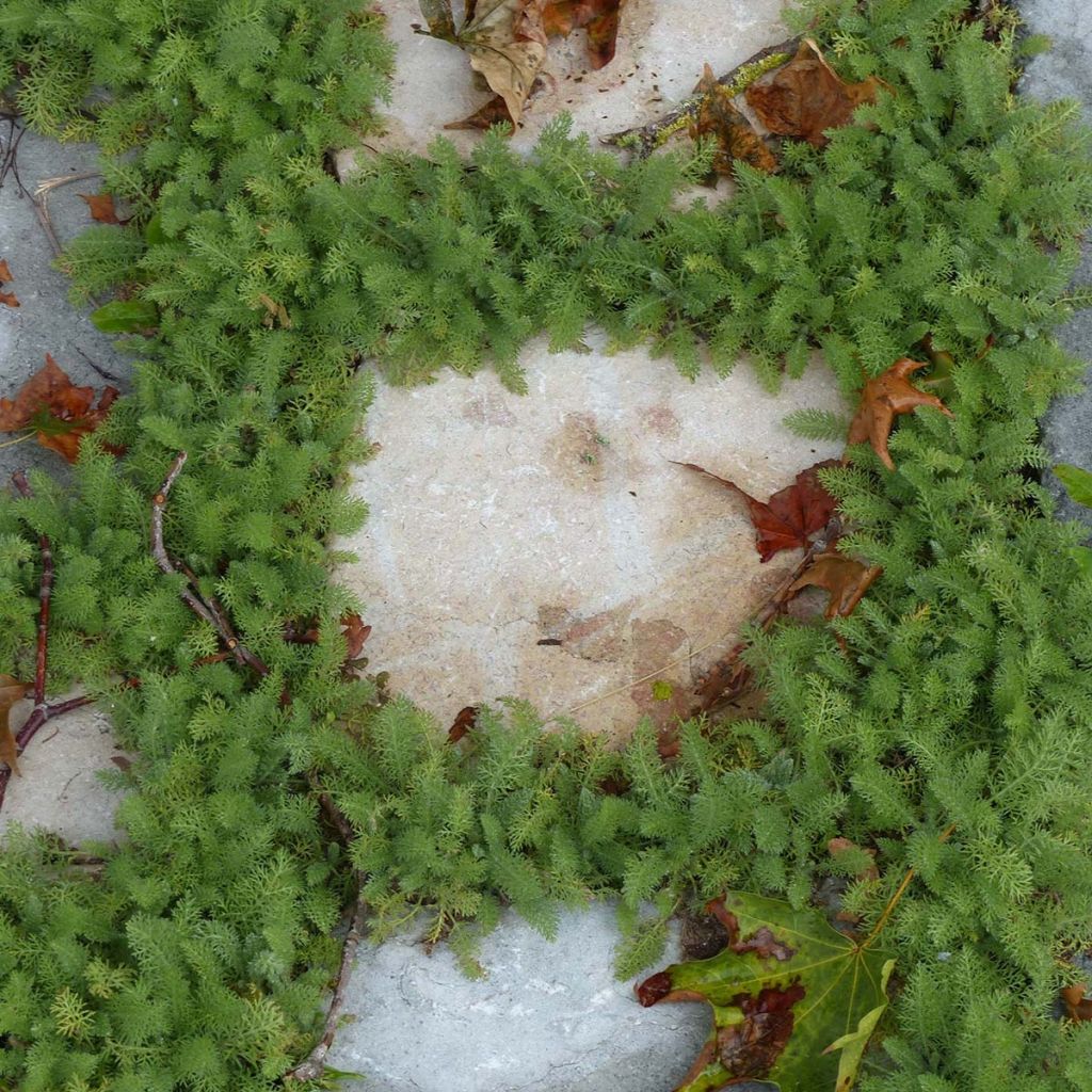 Achillea crithmifolia