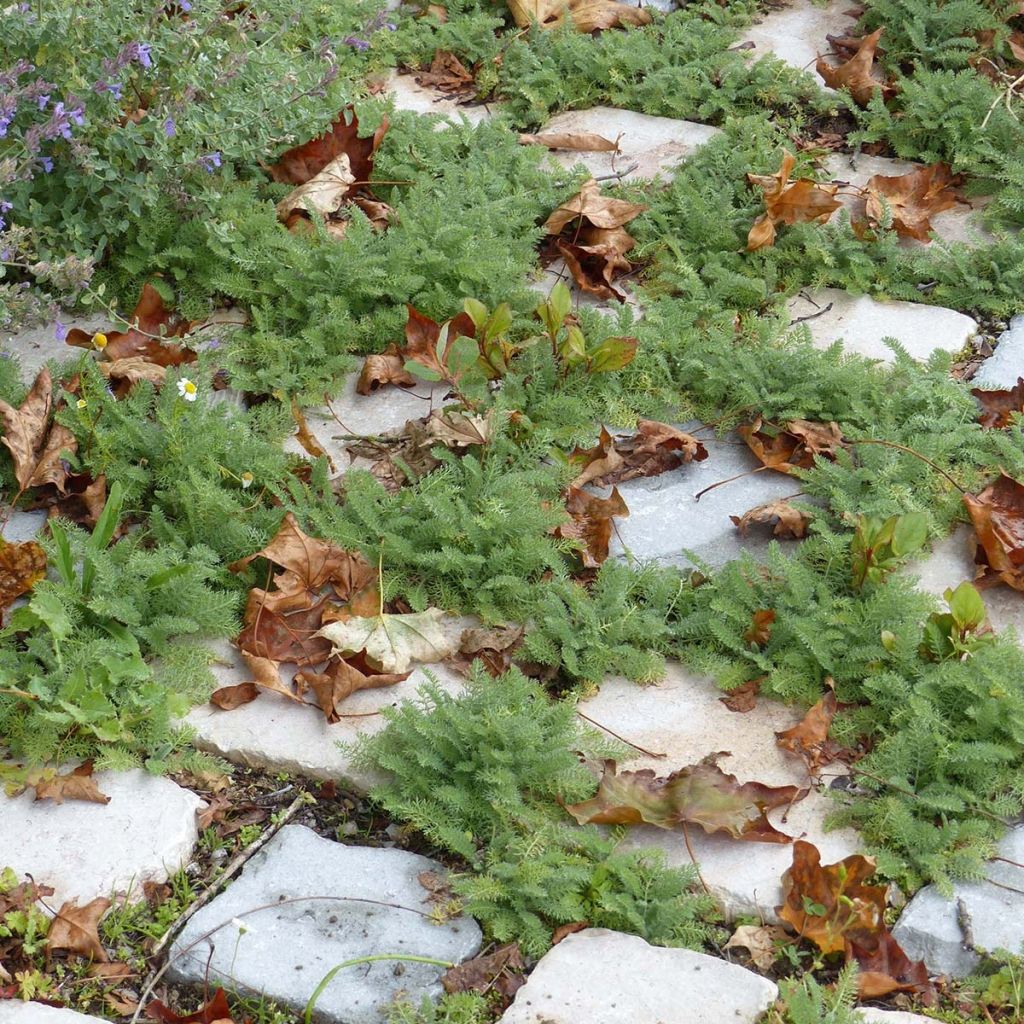 Achillea crithmifolia