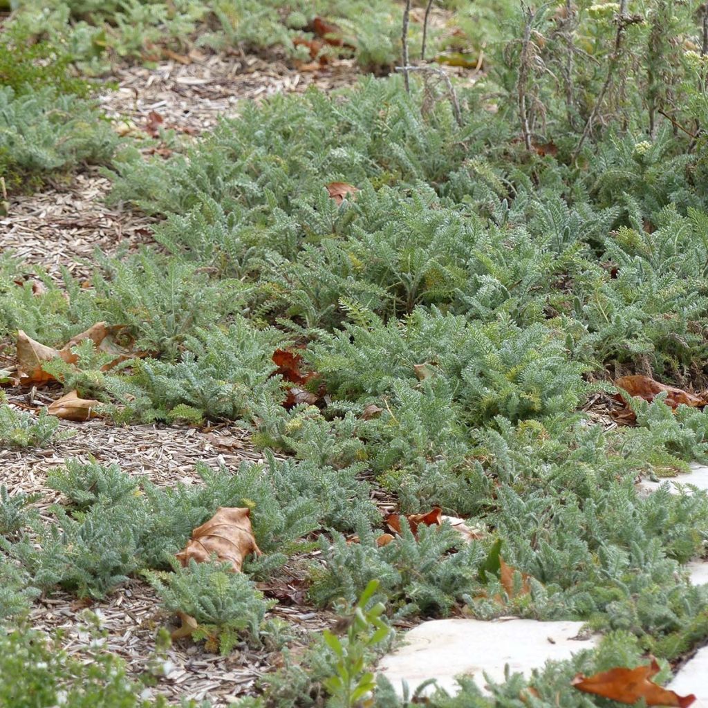 Achillea crithmifolia