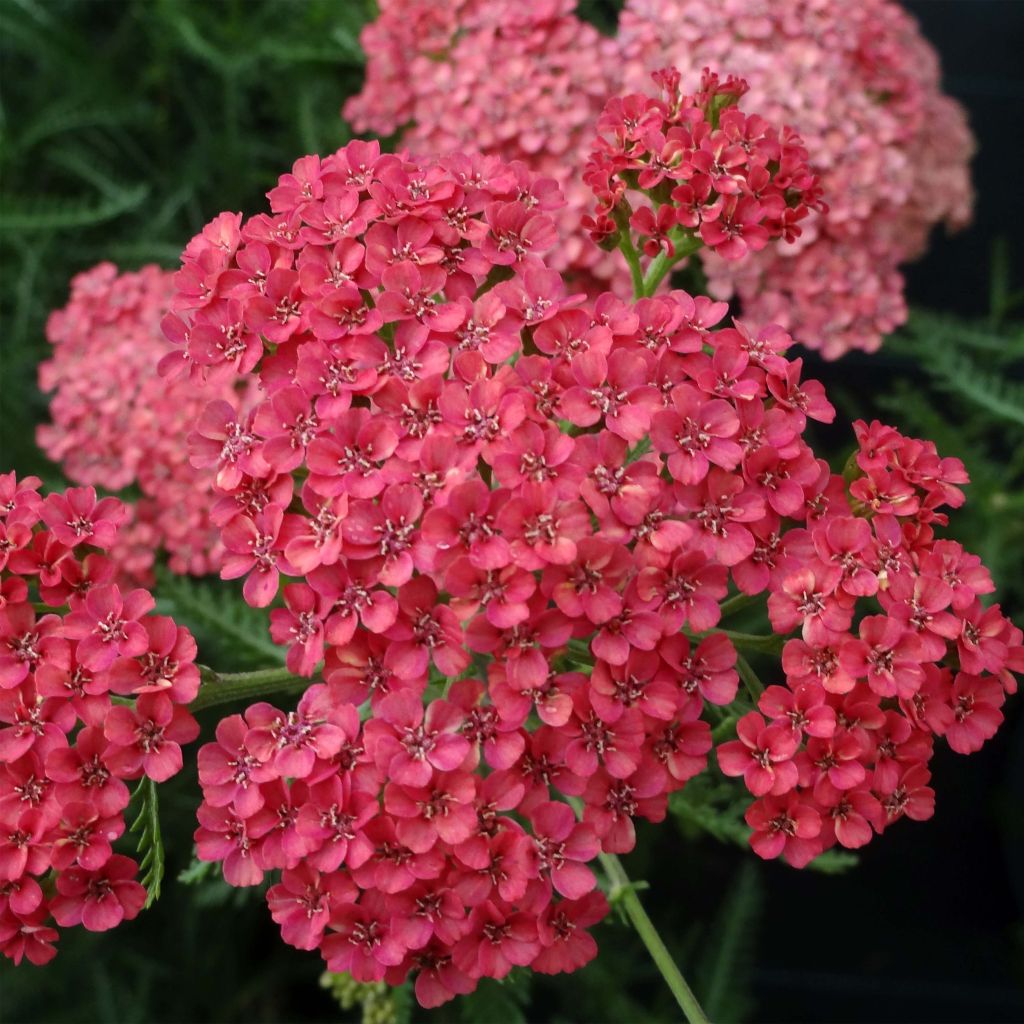 Achillea millefolium Apricot Delight