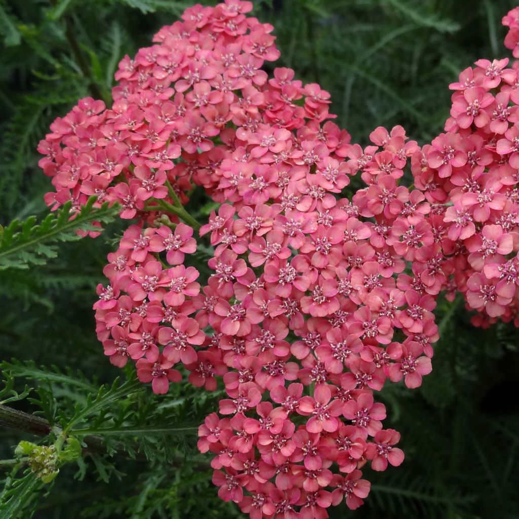 Achillea millefolium Apricot Delight