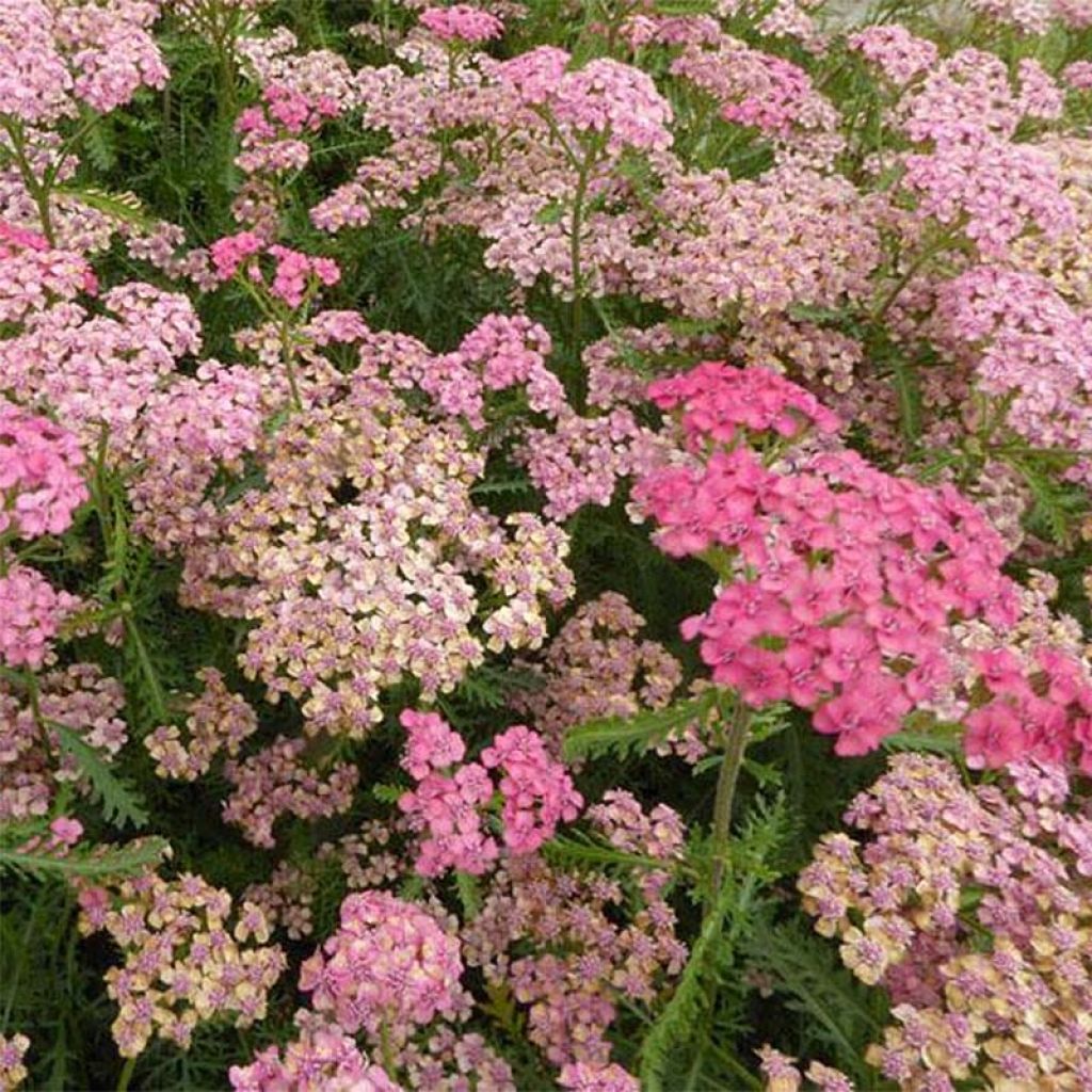 Achillea millefolium Apricot Delight