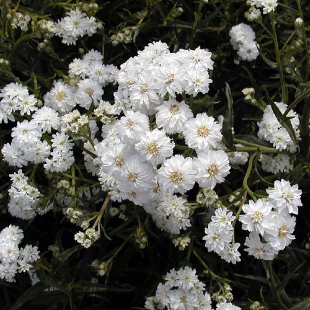 Achillea ptarmica Boule de Neige