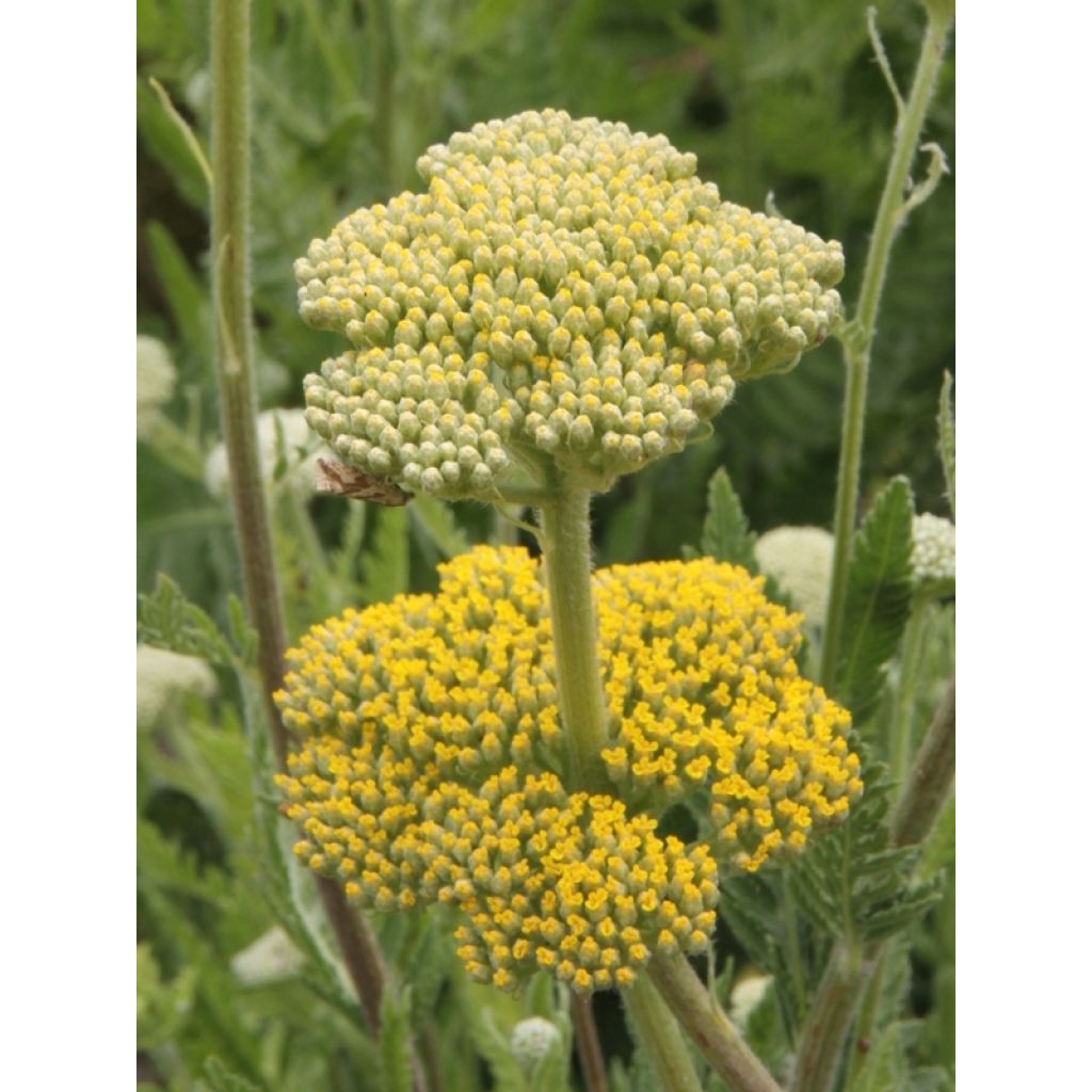 Achillea fillipendulina Cloth of Gold