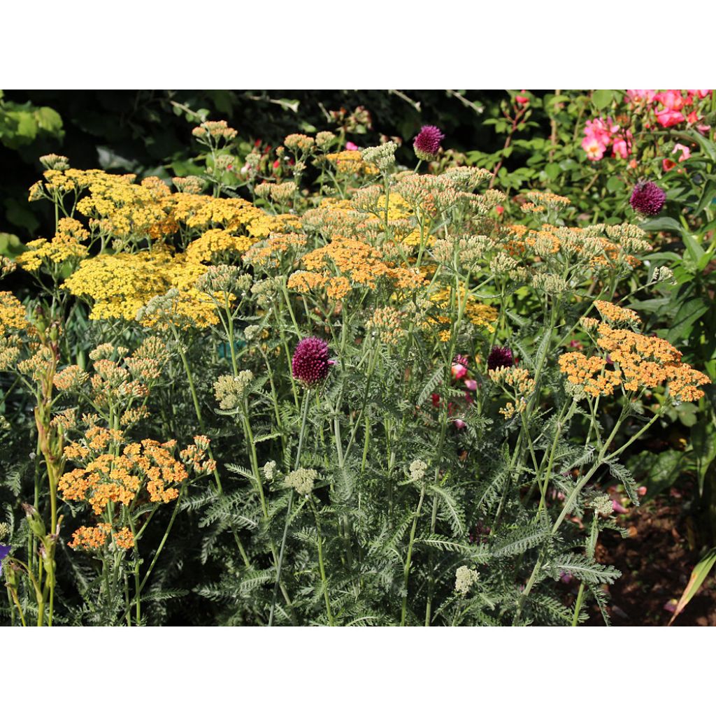 Achillea millefolium Feuerland