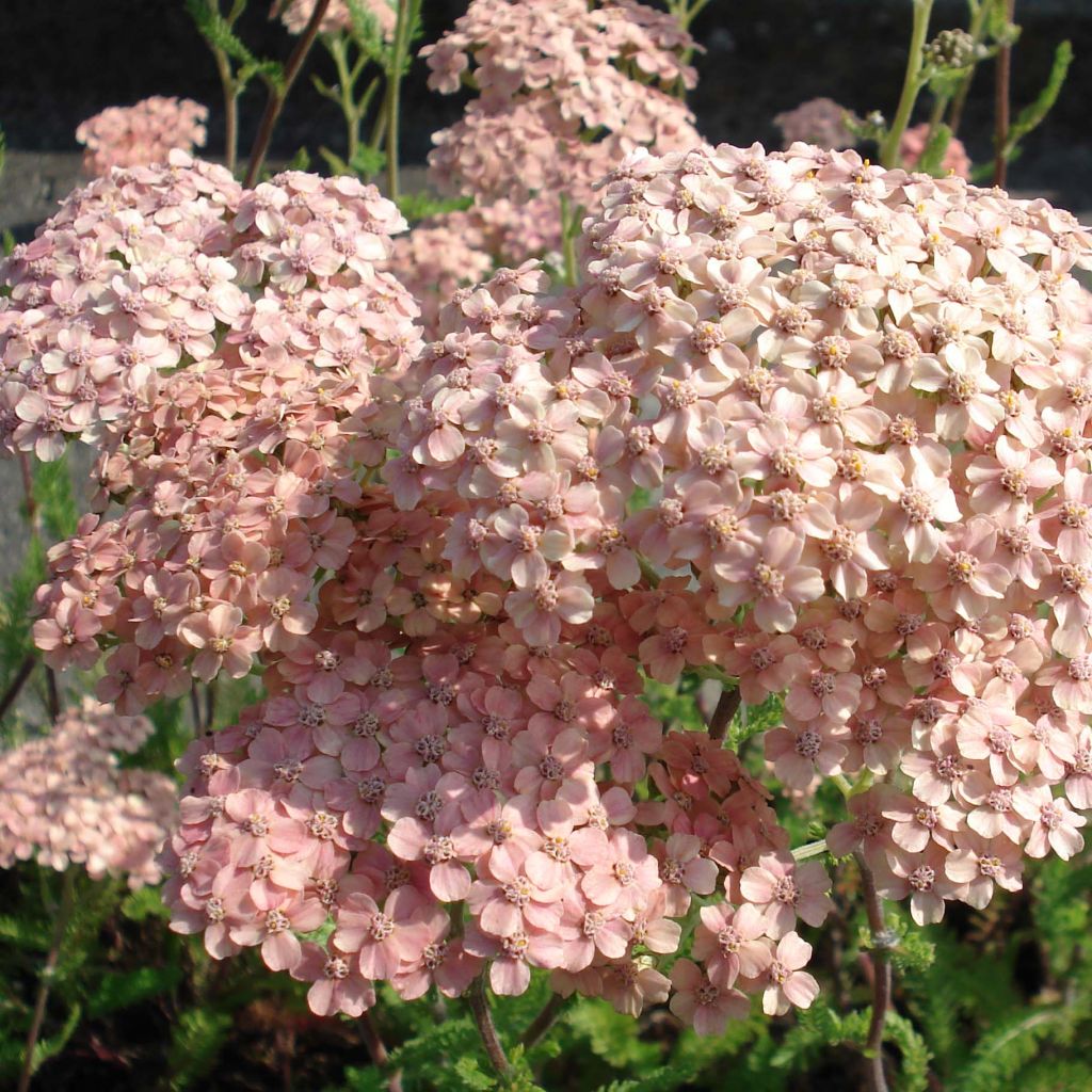 Achillea millefolium Salmon Beauty