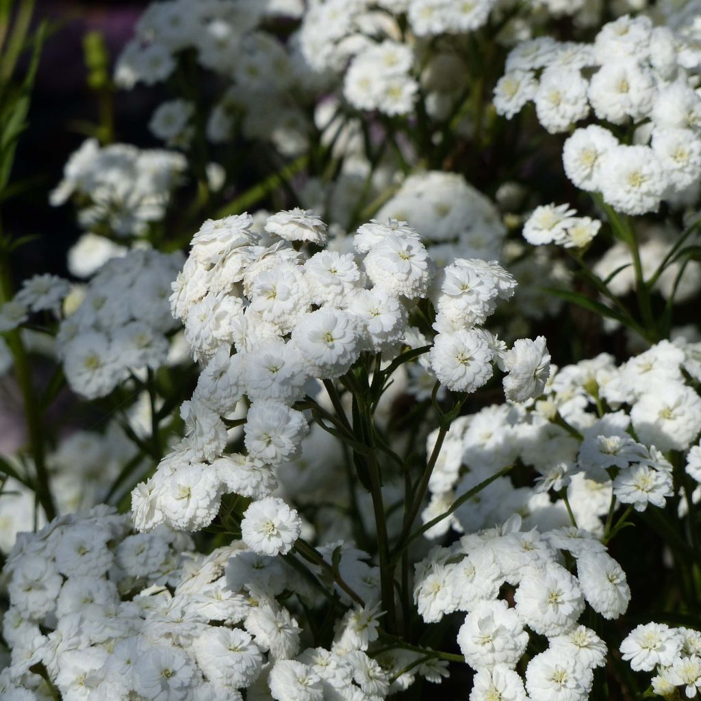 Achillea ptarmica Perrys White